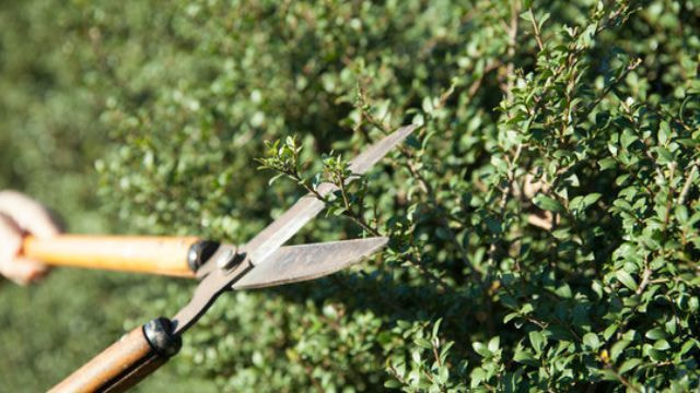 庭木剪定 春日井市 | 春日井市で庭木剪定ならお庭の窓口春日井市