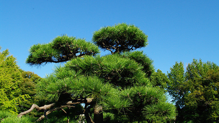 松の木剪定・伐採 春日井市 | 春日井市で松の木剪定・伐採ならお庭の窓口春日井市