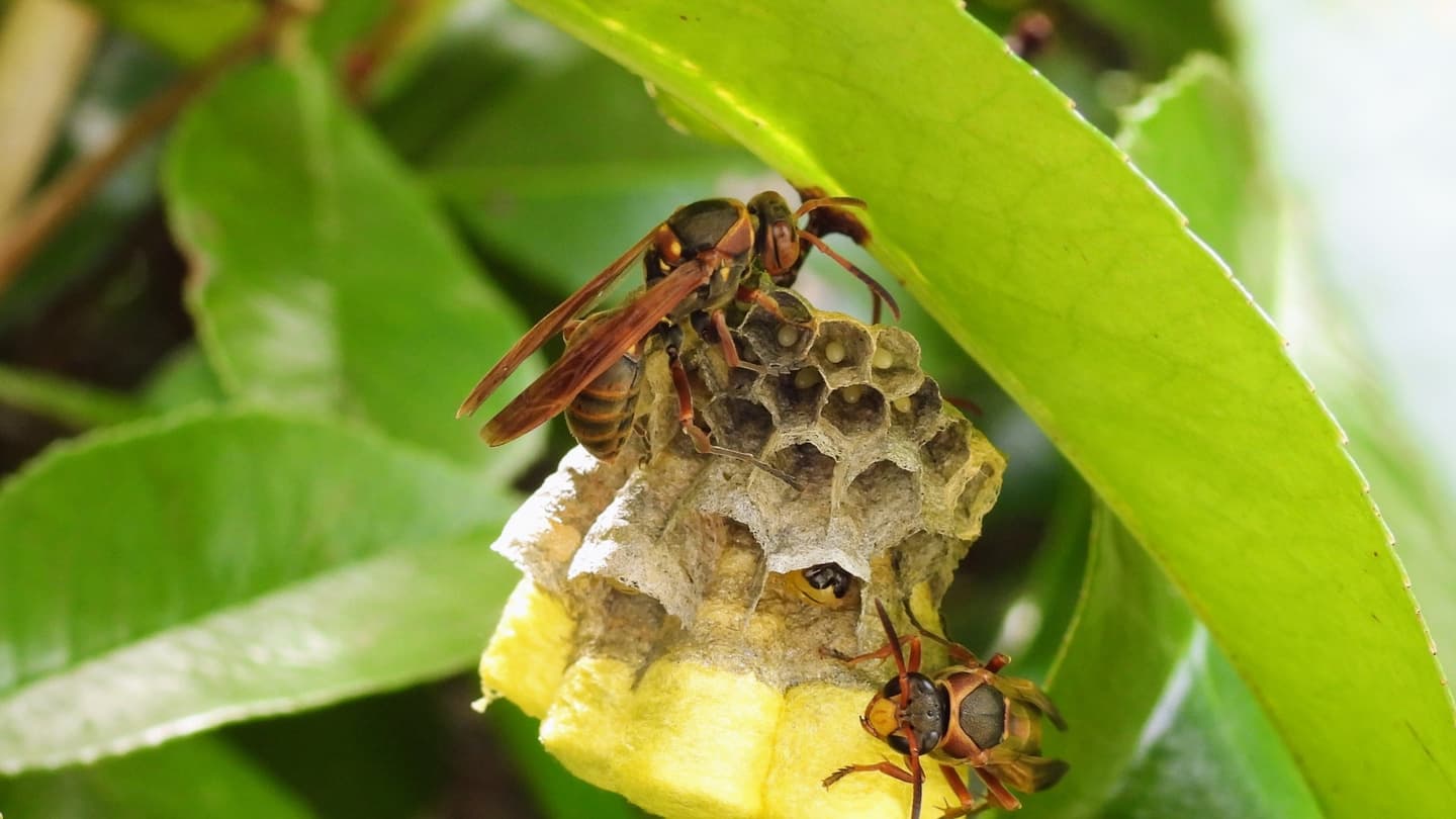 蜂の巣駆除 春日井市 | 春日井市で蜂の巣駆除ならお庭の窓口春日井市